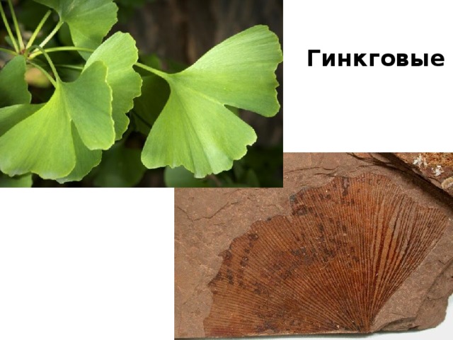 Гинкговые 