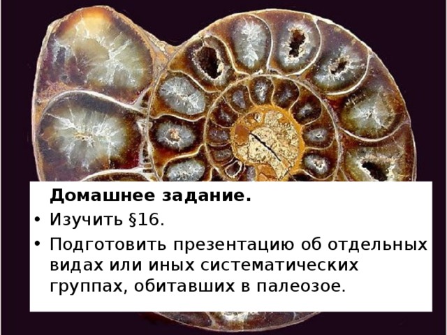   Домашнее задание. Изучить §16. Подготовить презентацию об отдельных видах или иных систематических группах, обитавших в палеозое. 