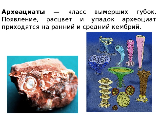 Археациаты — класс вымерших губок. Появление, расцвет и упадок археоциат приходятся на ранний и средний кембрий. 