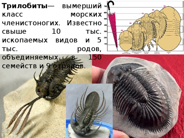 Трилобиты — вымерший класс морских членистоногих. Известно свыше 10 тыс. ископаемых видов и 5 тыс. родов, объединяемых в 150 семейств и 9 отрядов. 