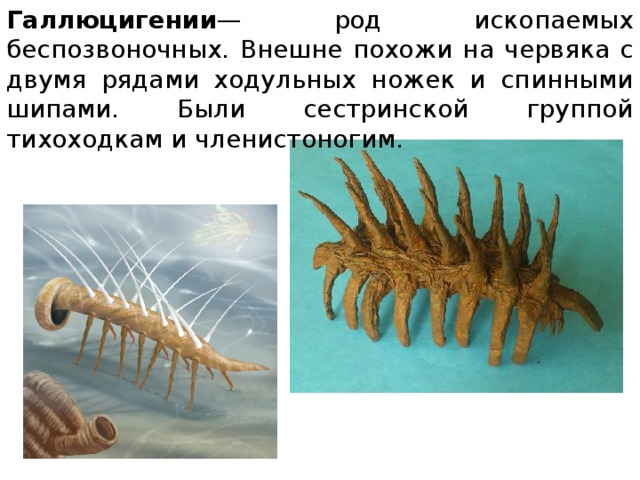 Галлюцигении — род ископаемых беспозвоночных. Внешне похожи на червяка с двумя рядами ходульных ножек и спинными шипами. Были сестринской группой тихоходкам и членистоногим. 