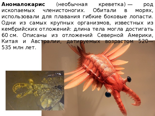 Аномалокарис (необычная креветка) — род ископаемых членистоногих. Обитали в морях, использовали для плавания гибкие боковые лопасти. Одни из самых крупных организмов, известных из кембрийских отложений: длина тела могла достигать 60 см. Описаны из отложений Северной Америки, Китая и Австралии, датируемых возрастом 520—535 млн лет. 