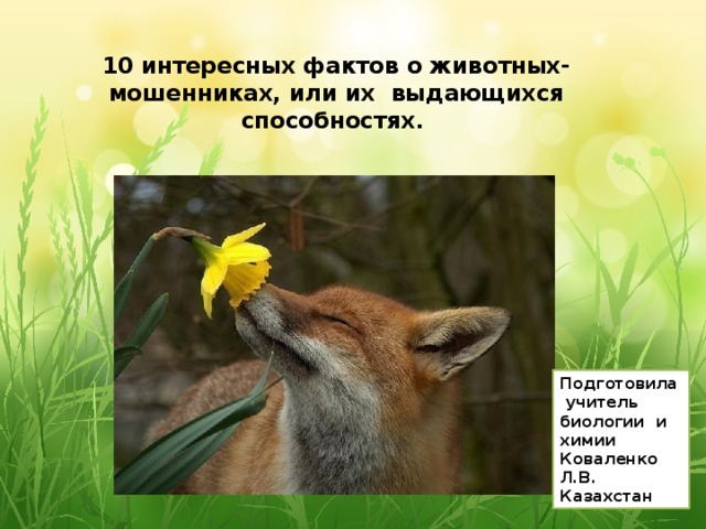  10 интересных фактов о животных-мошенниках, или их выдающихся способностях.   Подготовила  учитель биологии и химии Коваленко Л.В. Казахстан 