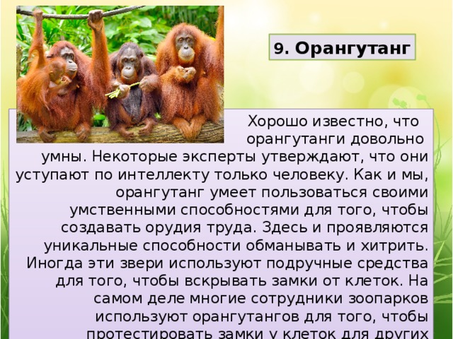 9. Орангутанг Хорошо известно, что орангутанги довольно умны. Некоторые эксперты утверждают, что они уступают по интеллекту только человеку. Как и мы, орангутанг умеет пользоваться своими умственными способностями для того, чтобы создавать орудия труда. Здесь и проявляются уникальные способности обманывать и хитрить. Иногда эти звери используют подручные средства для того, чтобы вскрывать замки от клеток. На самом деле многие сотрудники зоопарков используют орангутангов для того, чтобы протестировать замки у клеток для других животных. Это еще одно подтверждение того, что не стоит держать животных в клетках. 