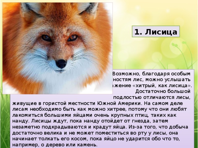 1. Лисица Возможно, благодаря особым способностям лис, можно услышать выражение «хитрый, как лисица».  Достаточно большой подлостью отличаются лисы, живущие в гористой местности Южной Америки. На самом деле лисам необходимо быть как можно хитрее, потому что они любят лакомиться большими яйцами очень крупных птиц, таких как нанду. Лисицы ждут, пока нанду отойдет от гнезда, затем незаметно подкрадываются и крадут яйца. Из-за того, что добыча достаточно велика и не может поместиться во рту у лисы, она начинает толкать его косом, пока яйцо не ударится обо что то, например, о дерево или камень.   