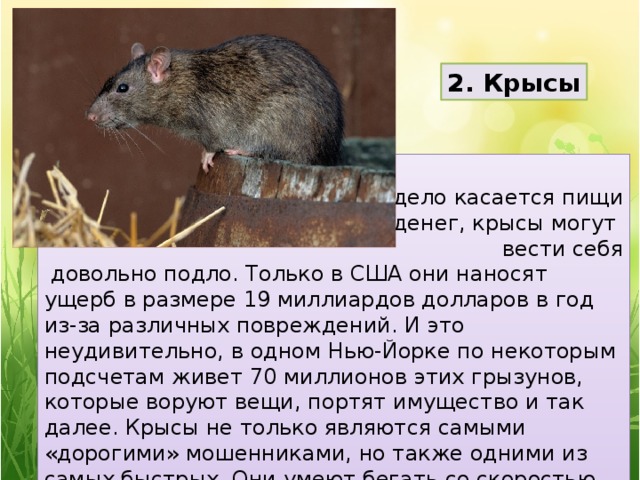 2. Крысы  Если дело касается пищи и денег, крысы могут вести себя  довольно подло. Только в США они наносят ущерб в размере 19 миллиардов долларов в год из-за различных повреждений. И это неудивительно, в одном Нью-Йорке по некоторым подсчетам живет 70 миллионов этих грызунов, которые воруют вещи, портят имущество и так далее. Крысы не только являются самыми «дорогими» мошенниками, но также одними из самых быстрых. Они умеют бегать со скоростью 10 километров в час. 