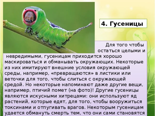 4. Гусеницы Для того чтобы остаться целыми и  невредимыми, гусеницам приходится хорошо маскироваться и обманывать окружающих. Некоторые из них имитируют внешние условия окружающей среды, например, «превращаются» в листики или веточки для того, чтобы слиться с окружающей средой. Но некоторые напоминают даже другие вещи, например, птичий помет (на фото)! Другие гусеницы являются искусными хитрецами: они используют яд растений, которые едят, для того, чтобы вооружиться токсинами и отпугивать врагов. Некоторым гусеницам удается обмануть смерть тем, что они сами становятся убийцами. На Гавайях живет одна такая гусеница, которая питается мясом. 