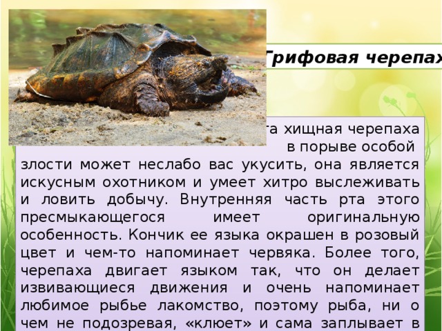5. Грифовая черепаха Эта хищная черепаха  в порыве особой злости может неслабо вас укусить, она является искусным охотником и умеет хитро выслеживать и ловить добычу. Внутренняя часть рта этого пресмыкающегося имеет оригинальную особенность. Кончик ее языка окрашен в розовый цвет и чем-то напоминает червяка. Более того, черепаха двигает языком так, что он делает извивающиеся движения и очень напоминает любимое рыбье лакомство, поэтому рыба, ни о чем не подозревая, «клюет» и сама заплывает в пасть черепахи. 