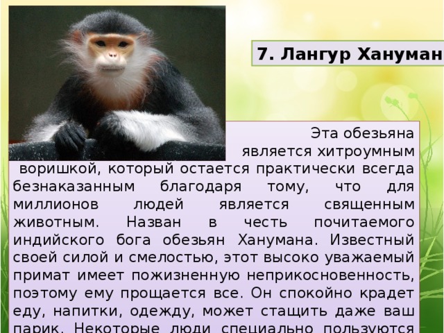 7. Лангур Хануман Эта обезьяна  является хитроумным  воришкой, который остается практически всегда безнаказанным благодаря тому, что для миллионов людей является священным животным. Назван в честь почитаемого индийского бога обезьян Ханумана. Известный своей силой и смелостью, этот высоко уважаемый примат имеет пожизненную неприкосновенность, поэтому ему прощается все. Он спокойно крадет еду, напитки, одежду, может стащить даже ваш парик. Некоторые люди специально пользуются этими способностями мартышек себе на руку. 