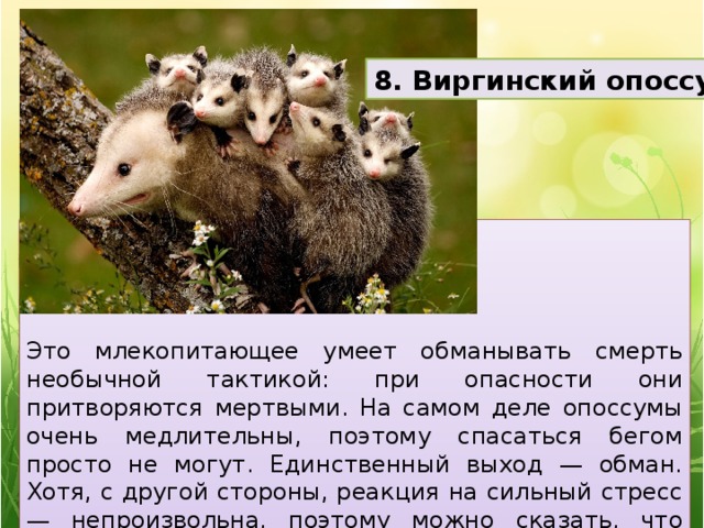 8. Виргинский опоссум     Это млекопитающее умеет обманывать смерть необычной тактикой: при опасности они притворяются мертвыми. На самом деле опоссумы очень медлительны, поэтому спасаться бегом просто не могут. Единственный выход — обман. Хотя, с другой стороны, реакция на сильный стресс — непроизвольна, поэтому можно сказать, что опоссумы обманывают неосознанно. 