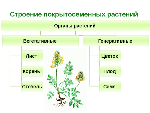 Строение покрытосеменных растений Органы растений Генеративные Вегетативные Цветок Лист Плод Корень Семя Стебель 
