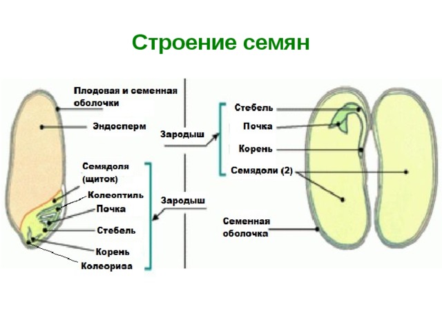 Строение семян 