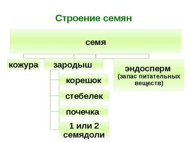 Строение семян семя кожура зародыш эндосперм (запас питательных веществ) корешок стебелек почечка 1 или 2 семядоли 