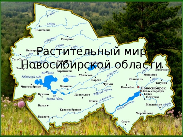 Растительный мир Новосибирской области 