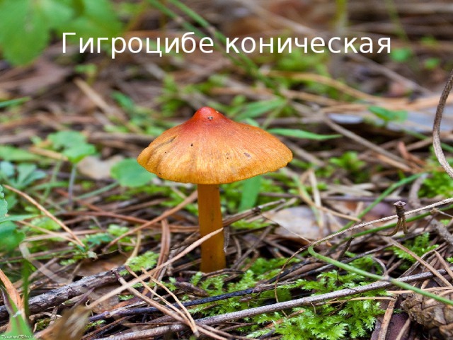 Гигроцибе коническая 