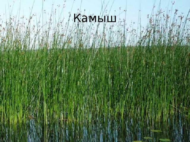 Камыш 