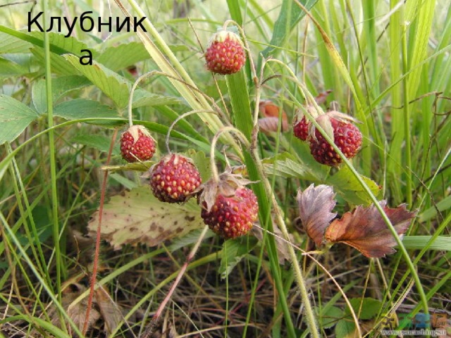Клубника 