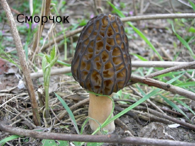 Сморчок 