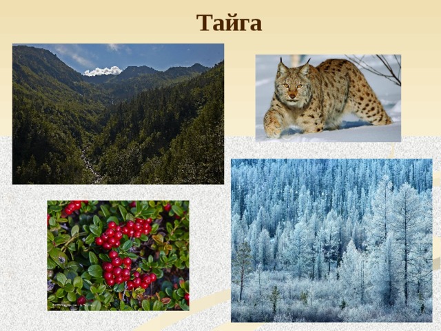 Тайга 