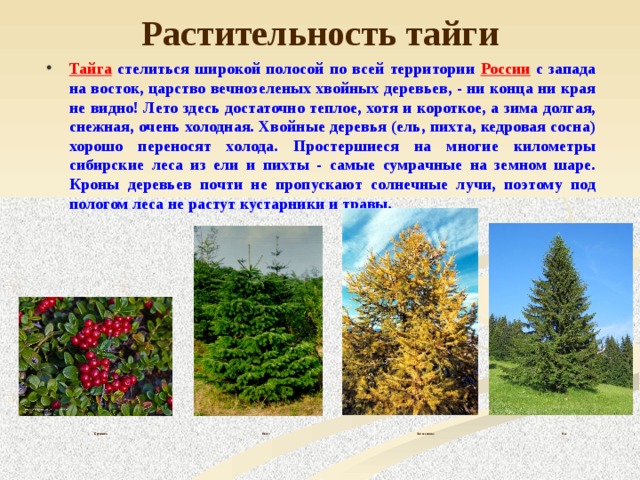 Растительность тайги Тайга стелиться широкой полосой по всей территории России с запада на восток, царство вечнозеленых хвойных деревьев, - ни конца ни края не видно! Лето здесь достаточно теплое, хотя и короткое, а зима долгая, снежная, очень холодная. Хвойные деревья (ель, пихта, кедровая сосна) хорошо переносят холода. Простершиеся на многие километры сибирские леса из ели и пихты - самые сумрачные на земном шаре. Кроны деревьев почти не пропускают солнечные лучи, поэтому под пологом леса не растут кустарники и травы. Пихта Лиственница Брусника Ель 