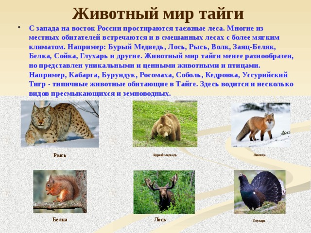 Животный мир тайги С запада на восток России простираются таежные леса. Многие из местных обитателей встречаются и в смешанных лесах с более мягким климатом. Например: Бурый Медведь, Лось, Рысь, Волк, Заяц-Беляк, Белка, Сойка, Глухарь и другие. Животный мир тайги менее разнообразен, но представлен уникальными и ценными животными и птицами. Например, Кабарга, Бурундук, Росомаха, Соболь, Кедровка, Уссурийский Тигр - типичные животные обитающие в Тайге. Здесь водится и несколько видов пресмыкающихся и земноводных. Рысь Бурый медведь Лисица Лось Белка Глухарь 