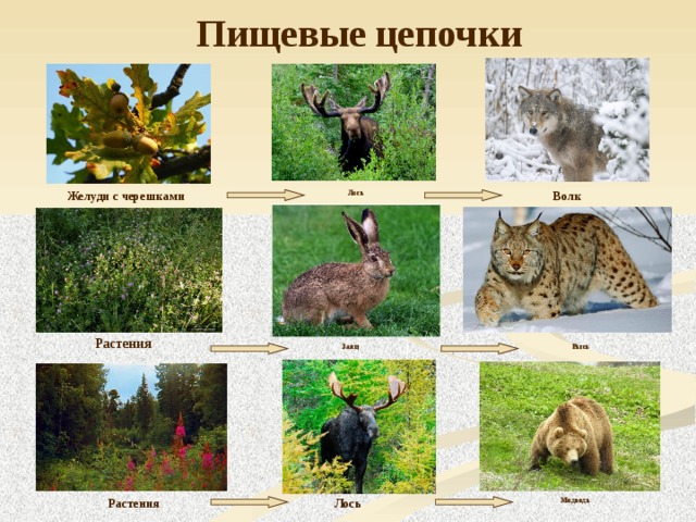 Пищевые цепочки Желуди с черешками Лось Волк Растения Рысь Заяц Растения Медведь Лось 