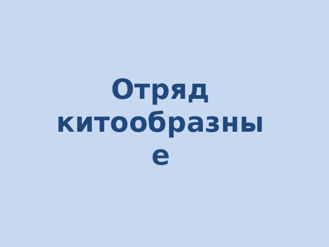 Отряд китообразные 