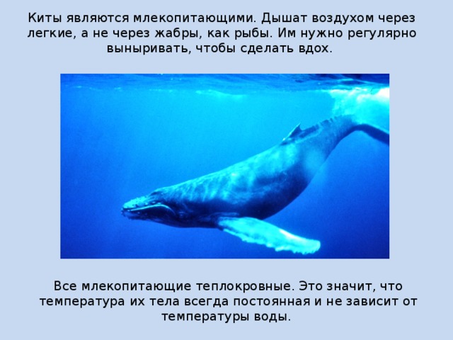 Киты являются млекопитающими. Дышат воздухом через легкие, а не через жабры, как рыбы. Им нужно регулярно выныривать, чтобы сделать вдох. Все млекопитающие теплокровные. Это значит, что температура их тела всегда постоянная и не зависит от температуры воды. 
