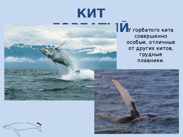 КИТ ГОРБАТЫЙ У горбатого кита совершенно особые, отличные от других китов, грудные плавники. 