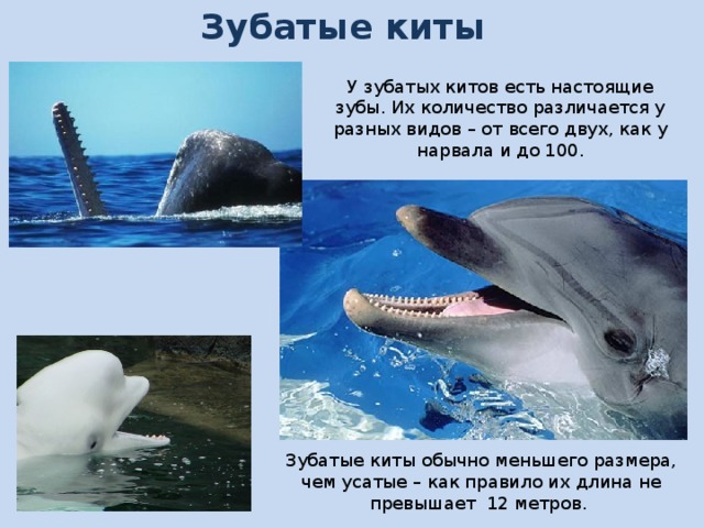 Зубатые киты У зубатых китов есть настоящие зубы. Их количество различается у разных видов – от всего двух, как у нарвала и до 100. Зубатые киты обычно меньшего размера, чем усатые – как правило их длина не превышает 12 метров. 
