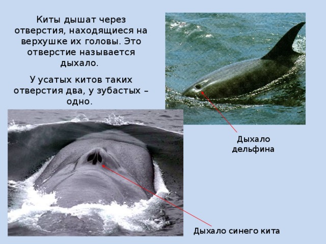 Киты дышат через отверстия, находящиеся на верхушке их головы. Это отверстие называется дыхало. У усатых китов таких отверстия два, у зубастых – одно. Дыхало дельфина Дыхало синего кита  