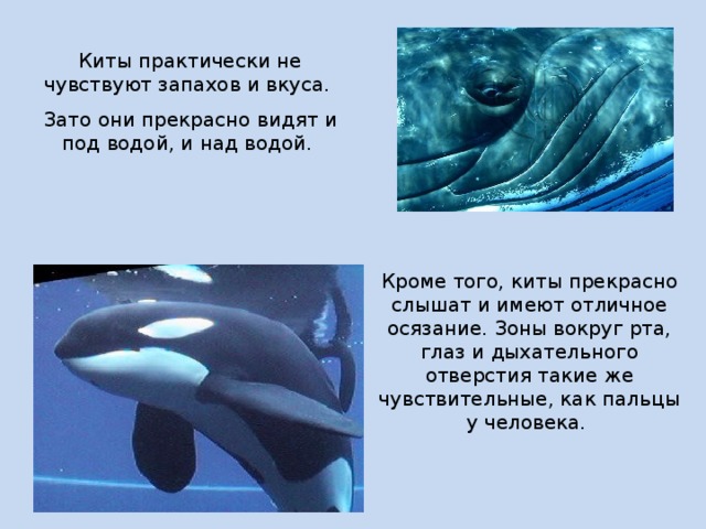 Киты практически не чувствуют запахов и вкуса. Зато они прекрасно видят и под водой, и над водой. Кроме того, киты прекрасно слышат и имеют отличное осязание. Зоны вокруг рта, глаз и дыхательного отверстия такие же чувствительные, как пальцы у человека.  