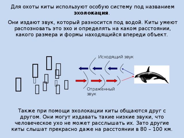 Для охоты киты используют особую систему под названием эхолокация . Они издают звук, который разносится под водой. Киты умеют распозновать это эхо и определять на каком расстоянии, какого размера и формы находящийся впереди объект.  Исходящий звук                    Отраженный звук Также при помощи эхолокации киты общаются друг с другом. Они могут издавать такие низкие звуки, что человеческое ухо не может расслышать их. Зато другие киты слышат прекрасно даже на расстоянии в 80 – 100 км. 