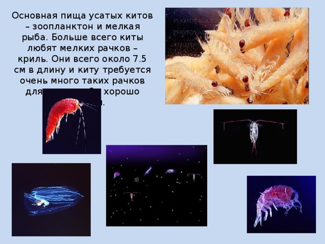 Основная пища усатых китов – зоопланктон и мелкая рыба. Больше всего киты любят мелких рачков – криль. Они всего около 7.5 см в длину и киту требуется очень много таких рачков для того, чтобы хорошо наесться. 