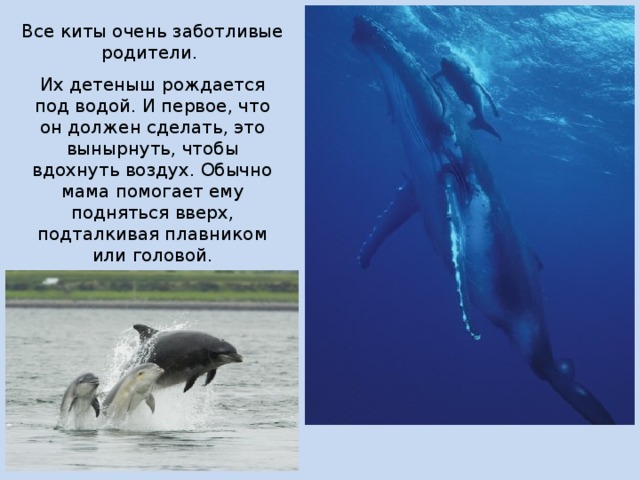 Все киты очень заботливые родители. Их детеныш рождается под водой. И первое, что он должен сделать, это вынырнуть, чтобы вдохнуть воздух. Обычно мама помогает ему подняться вверх, подталкивая плавником или головой. 