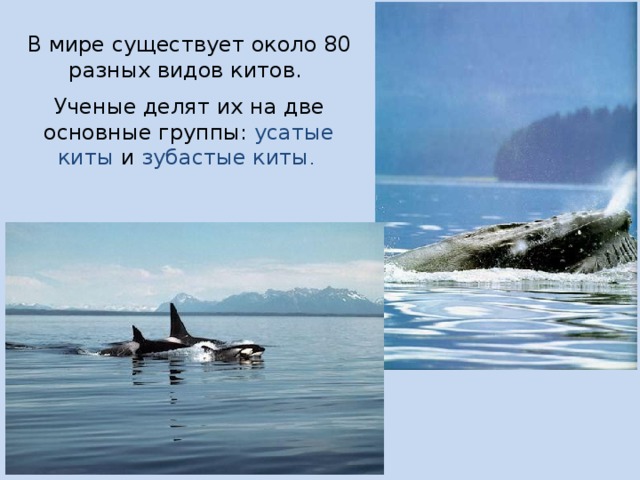 В мире существует около 80 разных видов китов. Ученые делят их на две основные группы: усатые киты и зубастые киты . 