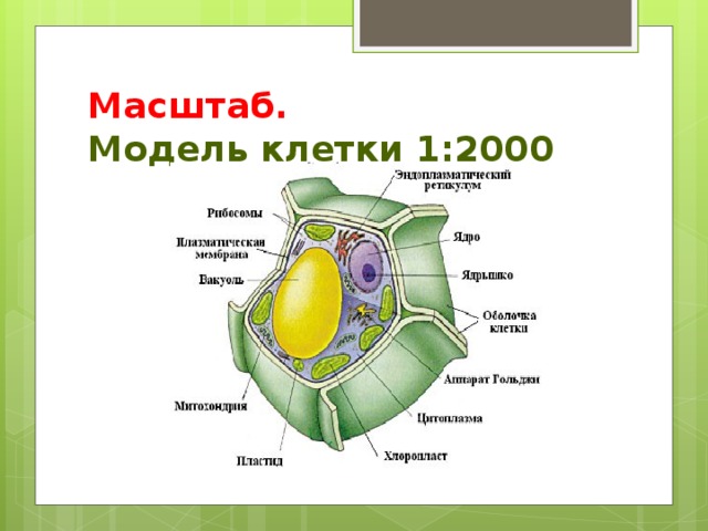 Масштаб.  Модель клетки 1:2000  