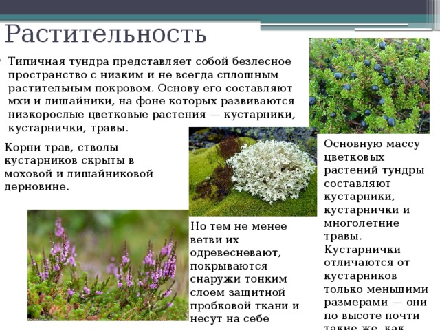 Растительность Типичная тундра представляет собой безлесное пространство с низким и не всегда сплошным растительным покровом. Основу его составляют мхи и лишайники, на фоне которых развиваются низкорослые цветковые растения — кустарники, кустарнички, травы. Основную массу цветковых растений тундры составляют кустарники, кустарнички и многолетние травы. Кустарнички отличаются от кустарников только меньшими размерами — они по высоте почти такие же, как небольшие травы. Корни трав, стволы кустарников скрыты в моховой и лишайниковой дерновине. Но тем не менее ветви их одревесневают, покрываются снаружи тонким слоем защитной пробковой ткани и несут на себе зимующие почки. 