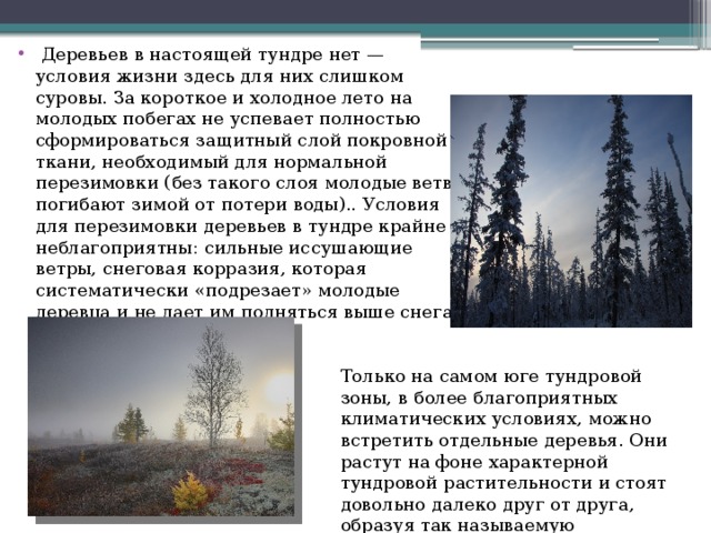   Деревьев в настоящей тундре нет — условия жизни здесь для них слишком суровы. За короткое и холодное лето на молодых побегах не успевает полностью сформироваться защитный слой покровной ткани, необходимый для нормальной перезимовки (без такого слоя молодые ветви погибают зимой от потери воды).. Условия для перезимовки деревьев в тундре крайне неблагоприятны: сильные иссушающие ветры, снеговая корразия, которая систематически «подрезает» молодые деревца и не дает им подняться выше снега. Только на самом юге тундровой зоны, в более благоприятных климатических условиях, можно встретить отдельные деревья. Они растут на фоне характерной тундровой растительности и стоят довольно далеко друг от друга, образуя так называемую лесотундру. 
