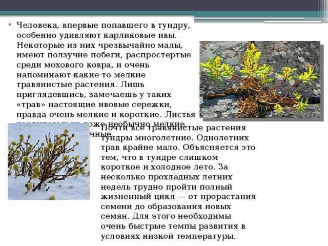 Человека, впервые попавшего в тундру, особенно удивляют карликовые ивы. Некоторые из них чрезвычайно малы, имеют ползучие побеги, распростертые среди мохового ковра, и очень напоминают какие-то мелкие травянистые растения. Лишь приглядевшись, замечаешь у таких «трав» настоящие ивовые сережки, правда очень мелкие и короткие. Листья карликовых ив тоже необычно мелкие, для нас непривычные.   Почти все травянистые растения тундры многолетние. Однолетних трав крайне мало. Объясняется это тем, что в тундре слишком короткое и холодное лето. За несколько прохладных летних недель трудно пройти полный жизненный цикл — от прорастания семени до образования новых семян. Для этого необходимы очень быстрые темпы развития в условиях низкой температуры. 