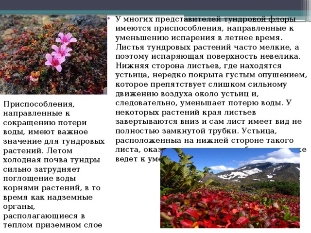 У многих представителей тундровой флоры имеются приспособления, направленные к уменьшению испарения в летнее время. Листья тундровых растений часто мелкие, а поэтому испаряющая поверхность невелика. Нижняя сторона листьев, где находятся устьица, нередко покрыта густым опушением, которое препятствует слишком сильному движению воздуха около устьиц и, следовательно, уменьшает потерю воды. У некоторых растений края листьев завертываются вниз и сам лист имеет вид не полностью замкнутой трубки. Устьица, расположенныа на нижней стороне такого листа, оказываются внутри трубки, что также ведет к уменьшению испарения.   Приспособления, направленные к сокращению потери воды, имеют важное значение для тундровых растений. Летом холодная почва тундры сильно затрудняет поглощение воды корнями растений, в то время как надземные органы, располагающиеся в теплом приземном слое воздуха, имеют все условия для энергичного испарения. 