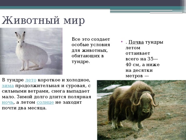 Животный мир Все это создает особые условия для животных, обитающих в тундре. .  Почва  тундры летом оттаивает всего на 35—40 см, а ниже на десятки метров —  вечная мерзлота . В тундре  лето  короткое и холодное,  зима  продолжительная и суровая, с сильными ветрами, снега выпадает мало. Зимой долго длится полярная  ночь , а летом  солнце  не заходит почти два месяца. 