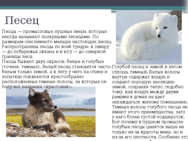 Песец Песцы — промысловые пушные звери, которых иногда называют полярными лисицами. По размерам они немного меньше настоящих лисиц. Распространены песцы по всей тундре: к северу — до побережья океана и к югу — до северной границы леса. Песцы бывают двух окрасок: белые и голубые (точнее, темные). Белый песец становится чисто-белым только зимой, а к лету у него на спине и лопатках появляются крестообразно расположенные темные полосы, за которые он получил название «крестовик». Голубой песец и зимой и летом сплошь темный. Белые волосы внутри содержат воздух и создают хорошую изоляцию зимой, сохраняя тепло, подобно тому, как воздух между двумя рамами в домах не дает охлаждаться жилому помещению. Темные волосы голубого песца не имеют этого преимущества, зато у него более густой подшерсток. Вот почему в пушном промысле голубые песцы ценятся выше не только из-за красоты меха, но и из-за его плотности. Особенно это относится к голубым песцам с Командорских островов. 