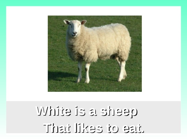 White is a sheep That likes to eat.  