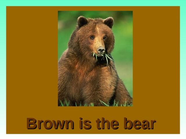 Brown is the bear   