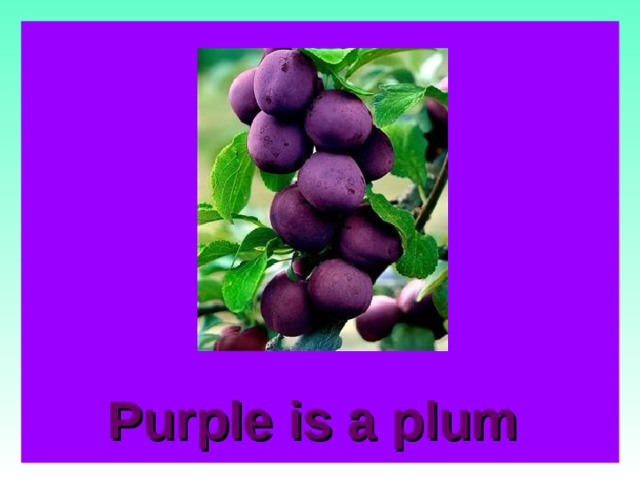 Purple is a plum   