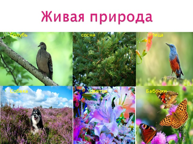 Голубь  сосна  птица          Собака  Цветок Бабочки 
