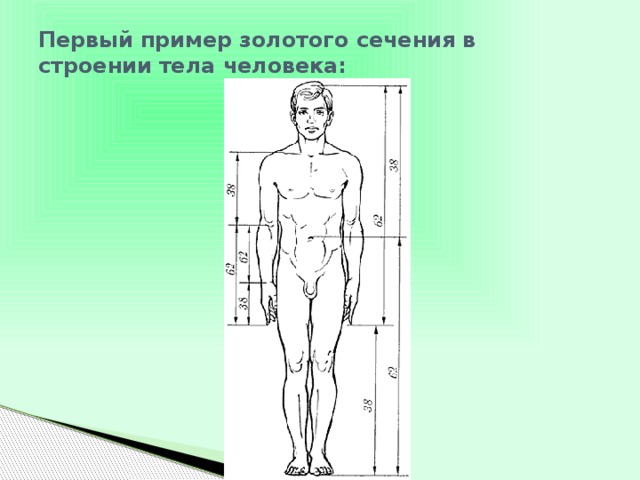Первый пример золотого сечения в строении тела человека:   