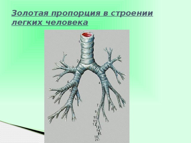 Золотая пропорция в строении легких человека     