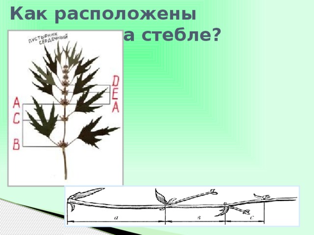 Как расположены листочки на стебле? 